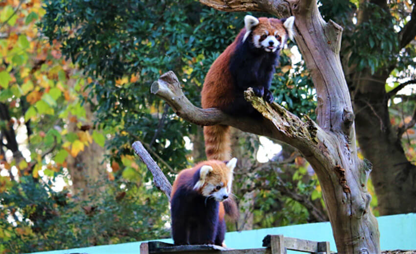 千葉市動物公園