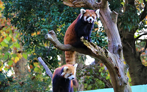 千葉市動物公園