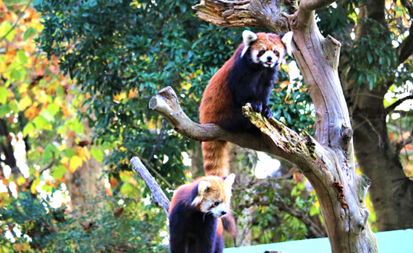 千葉市動物公園